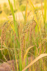 Ripe rice at rice field abstract background