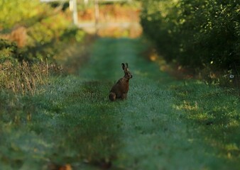 Lièvre dans un verger