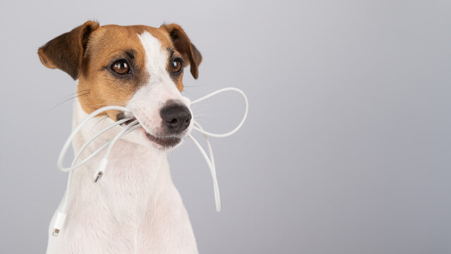 Jack russell terrier dog holding a type c cable in his teeth on a white background. 