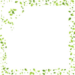 Leaves Green Falling Flying Foliage Leaf Tea Mint