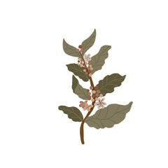Real coffee plant with red beans on roasted coffee beans hand drawn isolated on the white background. Coffee culture