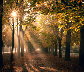 Naklejka premium autumn in the park