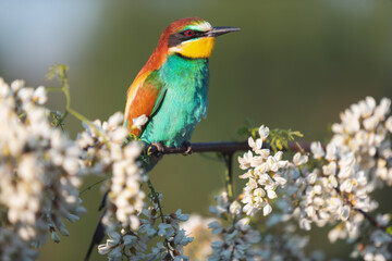 spring bird of paradise sings among the flowers