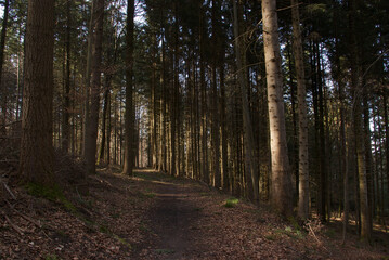 footpath in the woods