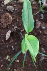 Turmeric plant shoots with green leaves