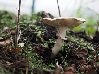 Closeup of an isolated sprouting mushroom with underside lamellae visible