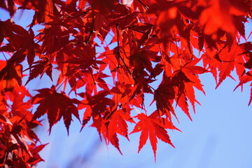 紅葉した綺麗なもみじ
