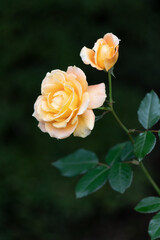 薔薇