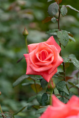 薔薇