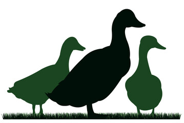 Ducks graze in pasture. Picture silhouette. Farm pets. Domestic poultry. Isolated on white background. Vector