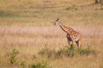 Naklejka na ściany i meble Maasai Giraffe wanders across the grass savannah f the Masai Mara, Kenya