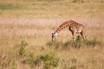 Maasai Giraffe wanders across the grass savannah f the Masai Mara, Kenya
