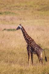 Maasai Giraffe wanders across the grass savannah f the Masai Mara, Kenya