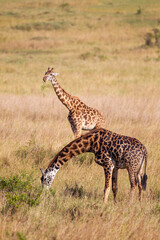 Naklejka na ściany i meble Maasai Giraffe wanders across the grass savannah f the Masai Mara, Kenya