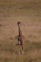 Maasai Giraffe wanders across the grass savannah f the Masai Mara, Kenya