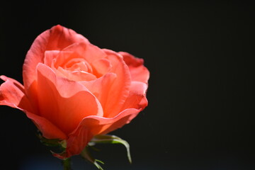 single red rose