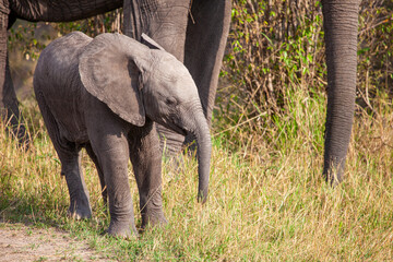 Elephant grazing on the open savannah of the Masai Mara, Kenya