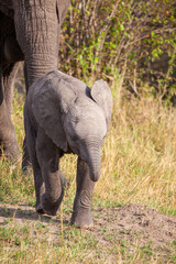 Elephant grazing on the open savannah of the Masai Mara, Kenya