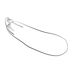 Zucchini with a thin line. Vector on a white background