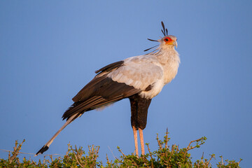 Secretarybird sits on top of a tree in the African sun