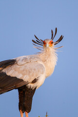 Secretarybird sits on top of a tree in the African sun