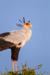 Secretarybird sits on top of a tree in the African sun