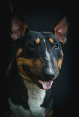 miniature bull terrier, portrait on black background