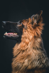 german shepherd dog