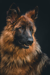 german shepherd dog