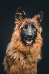 german shepherd dog