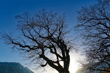 Beautiful scenic landscape at Lake Brienz with trees in backlight on a sunny autumn late afternoon. Photo taken October 18th, 2022, Brienz, Switzerland.