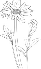 Flowers branch of daisy flower Hand drawing  vector illustration Vintage design elements bouquet floral natural collection coloring page and book for adult and children isolate on white background.