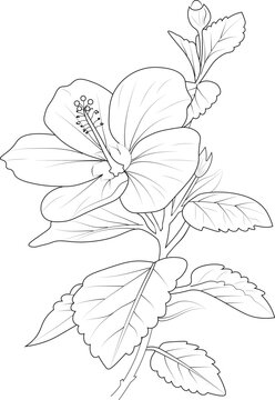  Black and white outline vector coloring book page for adults and children flowers hibiscus with leaves 
 buds hand drawn flowers, isolate on white background ink illustration design color book.
