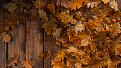 Oak leaves on a wooden table. Natural background of leaves