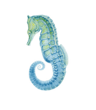 watercolor image of a blue seahorse