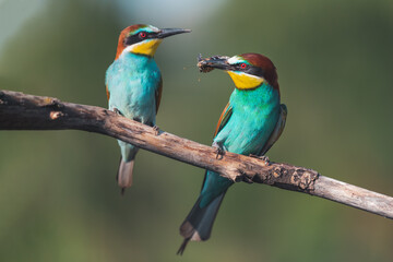 spring bright birds with a butterfly in their beak