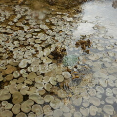 The view of soft coral reefs during low tide