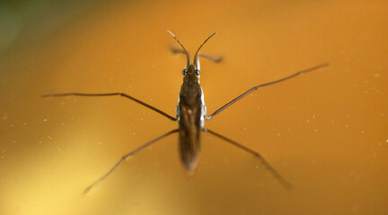 A floating beetle with long legs on the water. Macrophotography of a water strider. Lake flying insect.