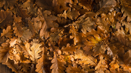 Oak leaves on a wooden table. Natural background of leaves