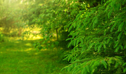 Big green branches were eating in the forest. Green background with branches of Christmas trees.Spruce forest in summer in the rays of the sun.