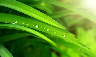 Round raindrops on the green grass in the field. Transparent dew crystals on leaves in the garden. Natural natural ingredients. Pure organic force of nature.