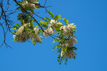 acacia tree branches, leaves and flowers. Robinia Pseudoacacia.