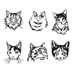Vector black illustration of different cat breeds. Cat breeds set, Vector illustration