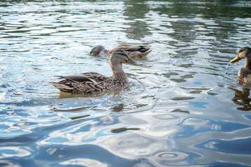 several waterfowl ducks swim in the lake, selective focus