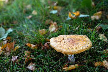 beautiful closeup of forest mushrooms in grass, autumn season, mushroom and leafs in grass