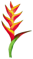 watercolor red yellow heliconia