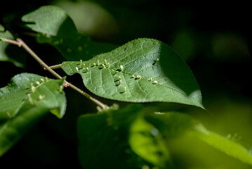 leaves infected with parasites by ticks, close-up