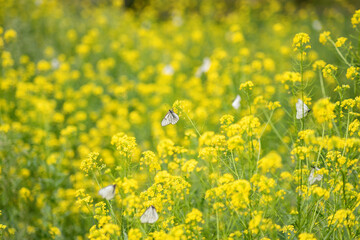 invasion of white butterflies, glade of yellow flowers, butterfly breeding season, selective focus