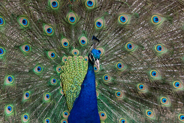 Obraz premium A peacock flaunting its feathers