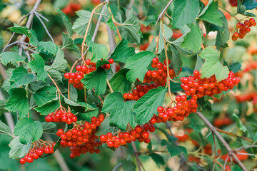 Clusters of ripe red viburnum on the branches.